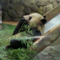 子守熊(こもりぐま)🐨取引垢 (@aoipansan) 's Twitter Profile Photo 子守熊(こもりぐま)🐨取引垢 (@aoipansan) 's Twitter Profile Photo