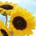 sunflower (@sun_flowers25) Twitter profile photo sunflower (@sun_flowers25) Twitter profile photo