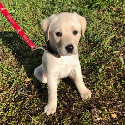 RollTidePenny's profile picture. Hi guys. I’m here to look cute and eat peanut butter, and I’m all out of peanut butter. Use code “THANKSPENNY” for 20% off at https://t.co/GPYnk5fNlE!