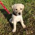 Penny The Pup (@rolltidepenny) Twitter profile photo Penny The Pup (@rolltidepenny) Twitter profile photo