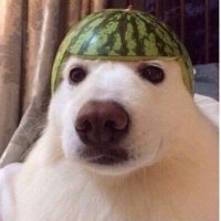 melon dog (@melondog9) 's Twitter Profile Photo