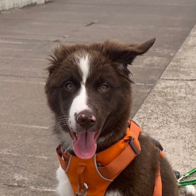 Call me Rō. Aurora for long. I am an Australian Shepherd. I enjoy meeting new people and pups!