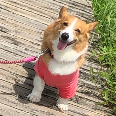 nona0725's profile picture. コーギーのもっちゃん 2007.4.7〜2022.1.26🌈 コーギールーちゃん2022.2.19生まれ🐶
