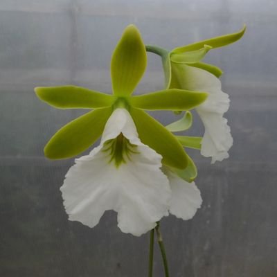 まともに蘭の花咲かせてぇなぁ(´Д` )
ご意見、ご指摘よろしくお願いします。