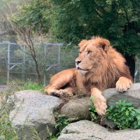 トムねこ (@2gi9g0) 's Twitter Profile