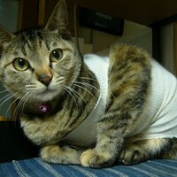 Yoko Ueda (@yuvmsk) 's Twitter Profile Photo