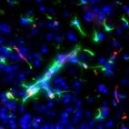 Join us for the 10th UK & Ireland ECR #BBB Symposium on the 23rd-24th Nov 2020 at Edinburgh, Royal College of Physicians. Details here ➡️ https://t.co/Zs0CZHmv7B