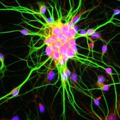 ArtemiyNeuro's profile picture. Medicine