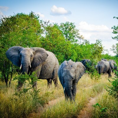 djessou_marie's profile picture. 