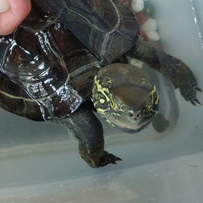 Geminitcsubpro's profile picture. BP5→L880K→BL5→VAB