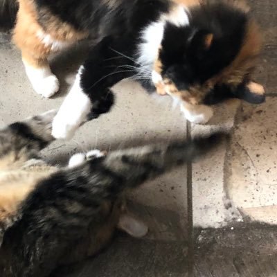 🖤 Gohan • 11 • Tabby 🖤 // 💖 Brigid • 4 • Calico 💖