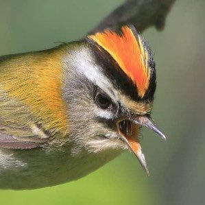 ClassFirecrest's profile picture. Blazing a trail through Year 1 at Norbridge Academy