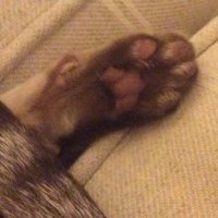 Catswhisker(@OtherthingsCats) 's Twitter Profile Photo