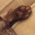 Catswhisker (@otherthingscats) Twitter profile photo Catswhisker (@otherthingscats) Twitter profile photo