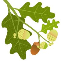 acorn2oakceremonies (@acorn2oaksheff) 's Twitter Profile