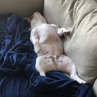 Scott Aylesworth (@aylesworthscott) 's Twitter Profile