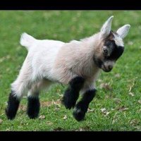 Pablo 🐐 (@goatedpablo) 's Twitter Profile