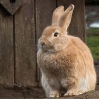 yesika65080068's profile picture. me encanta los animales