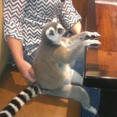 This account has nothing to do with Lemurs