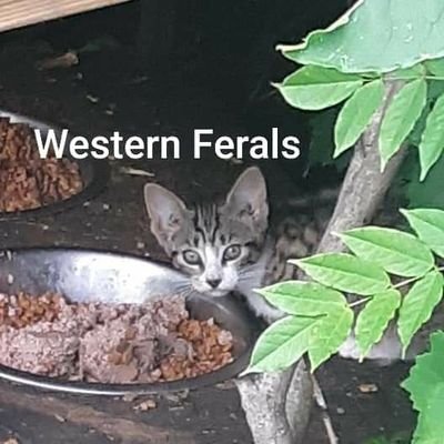 0wner and Founder of Western Ferals of Onslow cat Rescue. We are a a 501c3 rescue group who rescues feral and community cats, and advocates for TNR.