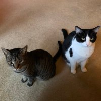 Doreen (@snokat528) 's Twitter Profile