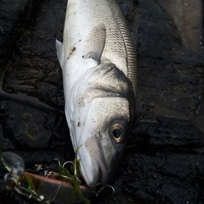 Sustainable Inshore Fisherman. Gaeilgóir. Chultúr Éireannach♥. Creidim sna bhfocal clé James Connolly. Is fua liom radlibs, I follow people i disagree with too.