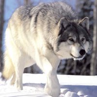 Mz (@ellobo2425) 's Twitter Profile
