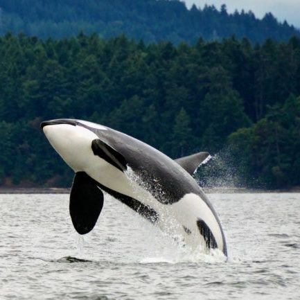 estirga333's profile picture. No hi ha prou falla pa tant de ninot.