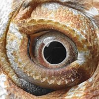 Artifijus 🦎 (@artifijus) 's Twitter Profile Photo