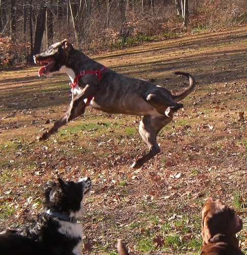 LuckyFlyingPit's profile picture. Pit bull mix living the high life. Defying stereotypes, gravity. Parents are @yahel & @stephherold, who recently gave me a cute lil bro.