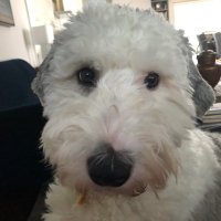 sep (@sfinnerty4) 's Twitter Profile