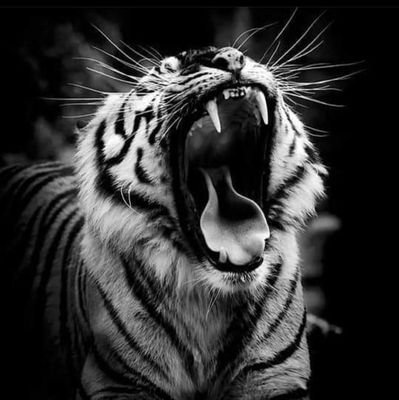 Mazzbudy's profile picture. perjuangan keyakinan....