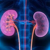U of T Nephrology (@uoftnephrology) 's Twitter Profile