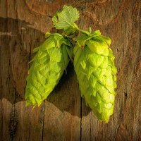 Wilderness Hops (@wildernesshops) 's Twitter Profile
