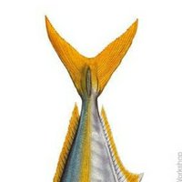 さばかん。 (@yerrowtails) 's Twitter Profile Photo