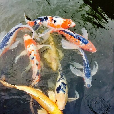 vanillaskynet's profile picture. I like to sleep in tunnels