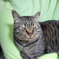 鯖猫 (@raycats77) 's Twitter Profile