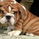 deanna langley - @deannapfmlangle - Twitter