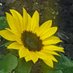 Muniirah Mbabazi, PhD🐝🦋🐞🦩🌞 (@muniehiba) Twitter profile photo Muniirah Mbabazi, PhD🐝🦋🐞🦩🌞 (@muniehiba) Twitter profile photo