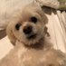 Resister Laurie (@bladegal) Twitter profile photo Resister Laurie (@bladegal) Twitter profile photo