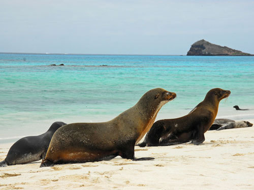 Wir sind Galápagos-Experten und wir haben es uns zur Aufgabe gemacht, die perfekte Galápagosreise für Sie zu organisieren