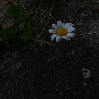 WeDieAlone666's profile picture. why are you here