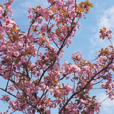 mathemanically's profile picture. Nic - mathematician, musician, mother, very poor runner. All views my own.