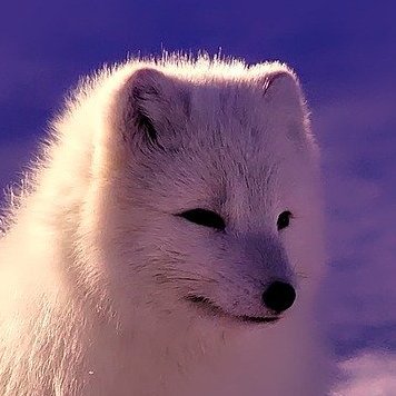 Racさんのプロフィール画像