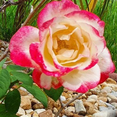 anilija_s's profile picture. 