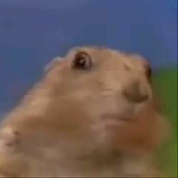 Animals_auras's profile picture. Spooky Bois