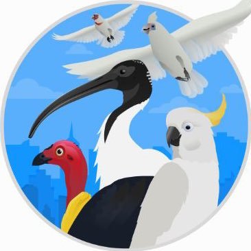 Researching birds adapting to change. Report the behaviour of cockies, ibis, turkeys, & little & long-billed corellas. By @wingtags @LucyMAplin @DieterHochuli