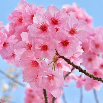 Thatawkwardgrl1's profile picture. 