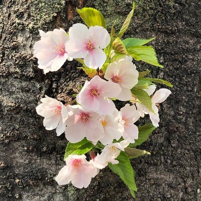 🎌🇯🇵🌸🇯🇵🎌日々ご英霊に感謝、自衛隊に感謝🌸 日本第一主義🌸 JapanFirst 🌸靖國神社崇敬奉賛会会員🍀🐈🎸🎶 無言フォロー/外し/RTお許しください🙇‍♂️ 全既存与野党支持者は即ち反日売国奴なのでお断りです。（特に似非保守の自民/日本保守/参政信者)