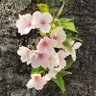 Hof_Japan1st's profile picture. 🎌🌸日々ご英霊に感謝 🌸自衛隊に感謝 🟠日本人ファースト🟠 🌸靖國神社崇敬奉賛会会員 🌾農業は国防🌾🐈🎸🍀 無言フォロー/外し/RTお許しください🙇 サブ垢「@Hof_Japan1st2」のフォローもよろしくお願いします🙇🎌 #メガソーラー反対！ 既存与野党支持者はお断りです🙅